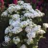 Eupatorium Lucky Melody